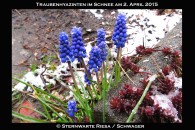 Traubenhyas im Schnee