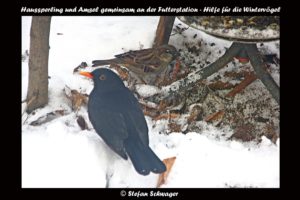 Amsel Hauspunzscher