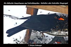 Amselmann