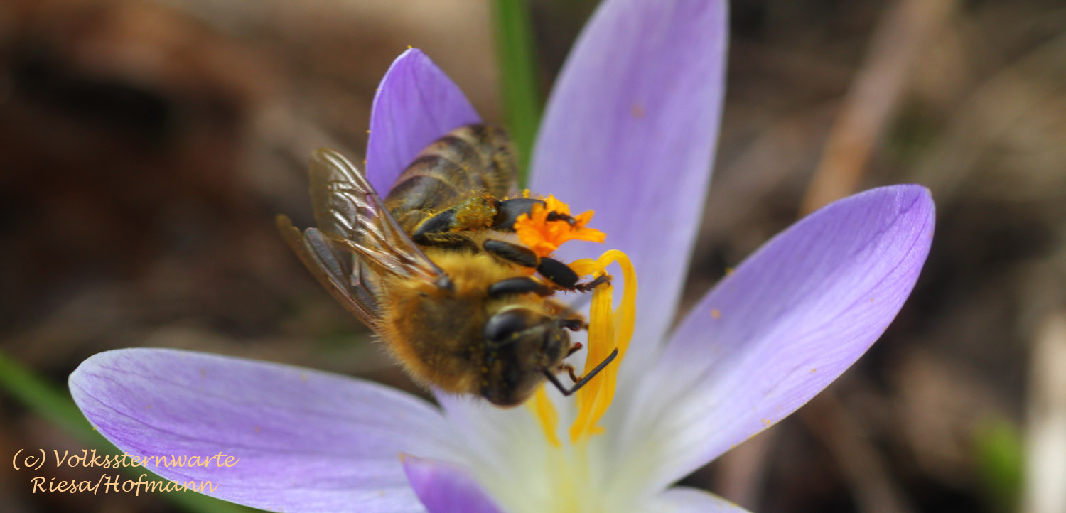 Dein Bienengarten