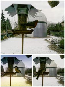 Fotocollage zu den Wintervögeln