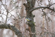 Natur auf dem Sternwartengelände