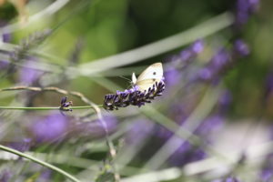 Schmetterlinge auf den Lavendelsträuchern